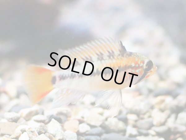 画像3: アピストグラマ ヴィエジタ スーパーレッド 1ペア EUブリード (3)