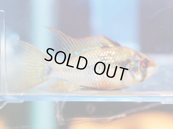 画像4: ブリリアントダークナイト ラミレジィ ロングフィン 1ペア (4)