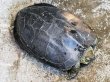 画像4: オオアタマクサガメ メス(22cm±)WILD兵庫県▲ (4)