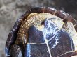 画像8: オオアタマクサガメ メス(22cm±)WILD兵庫県▲ (8)
