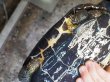 画像6: オオアタマクサガメ メス(22cm±)WILD兵庫県▲ (6)