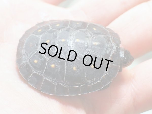 画像4: キボシイシガメ ベビー(4.0cm±)ブリード▲ (4)