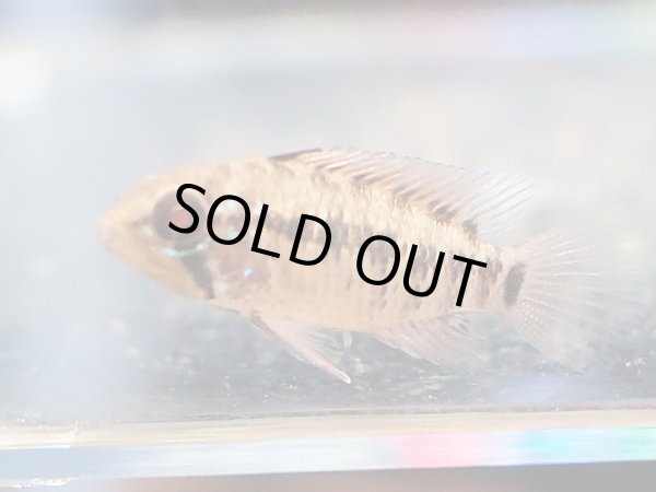 画像4: アピストグラマ ヴィエジタ スーパーレッド 1ペア EUブリード (4)