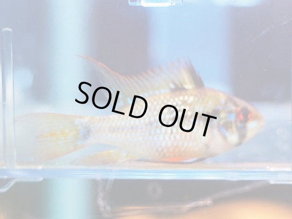 画像3: ブリリアントダークナイト ラミレジィ ロングフィン 1ペア (3)