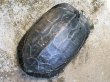 画像2: オオアタマクサガメ メス(22cm±)WILD兵庫県▲ (2)