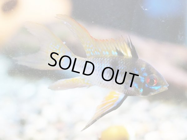 画像2: ブリリアントダークナイト ラミレジィ ロングフィン 1ペア (2)