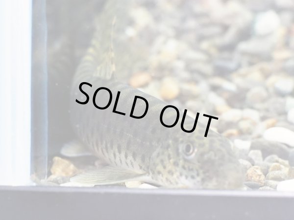 画像2: パラボティア キアンシエンシス(10cm±) (2)