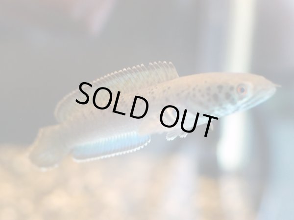 画像3: チャンナ パルダリス(11cm±)WILD (3)