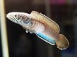 画像2: チャンナ パルダリス(11cm±)WILD (2)