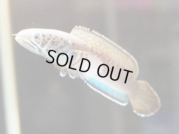 画像2: チャンナ パルダリス(11cm±)WILD (2)