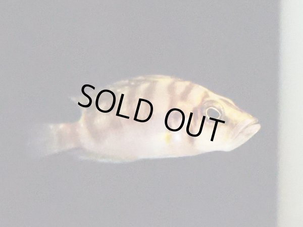 画像2: アルトランプロローグス コンプレシケプス ゴールドヘッド カンタランバ(4cm±)EUブリード (2)