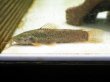 画像3: カリクティス カリクティス(10cm±)WILDペルー (3)