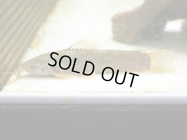 画像3: カリクティス カリクティス(10cm±)WILDペルー (3)