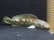 画像3: コバルトブラックダイヤモンド スネークヘッド(30cm±)WILD (3)