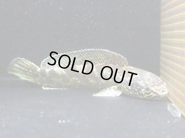 画像3: コバルトブラックダイヤモンド スネークヘッド(30cm±)WILD (3)