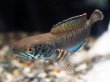 画像4: チャンナ パルダリス(11cm±)WILD (4)