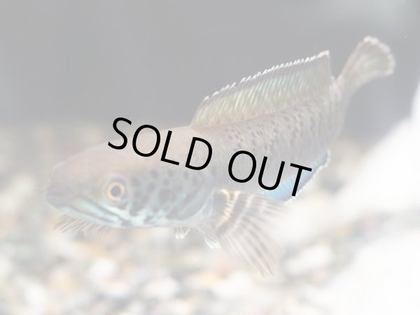 画像4: チャンナ パルダリス(11cm±)WILD (4)