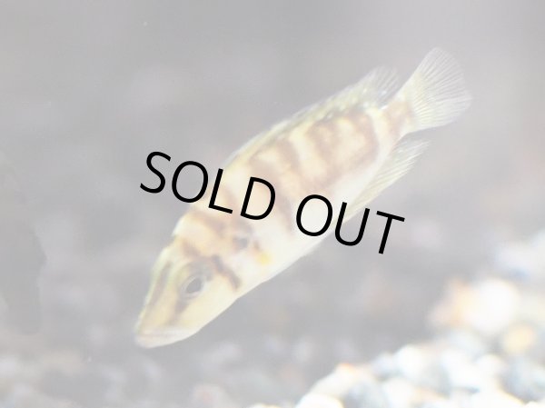 画像3: アルトランプロローグス コンプレシケプス ゴールドヘッド カンタランバ(4cm±)EUブリード (3)