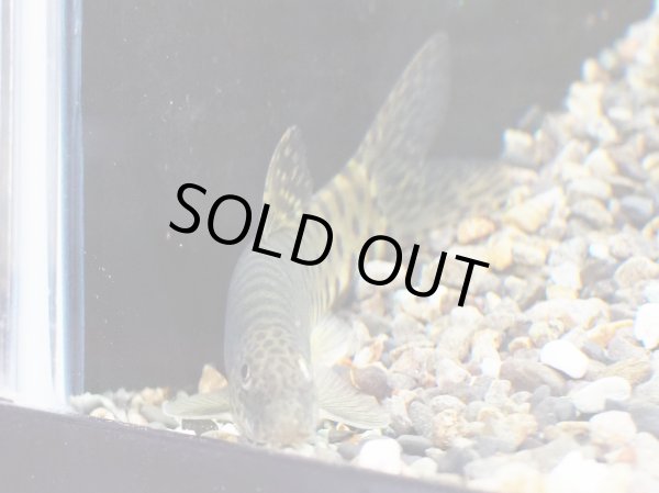 画像3: パラボティア キアンシエンシス(10cm±) (3)