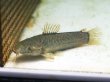 画像1: カリクティス カリクティス(10cm±)WILDペルー (1)