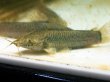 画像2: カリクティス カリクティス(10cm±)WILDペルー (2)