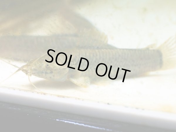 画像2: カリクティス カリクティス(10cm±)WILDペルー (2)