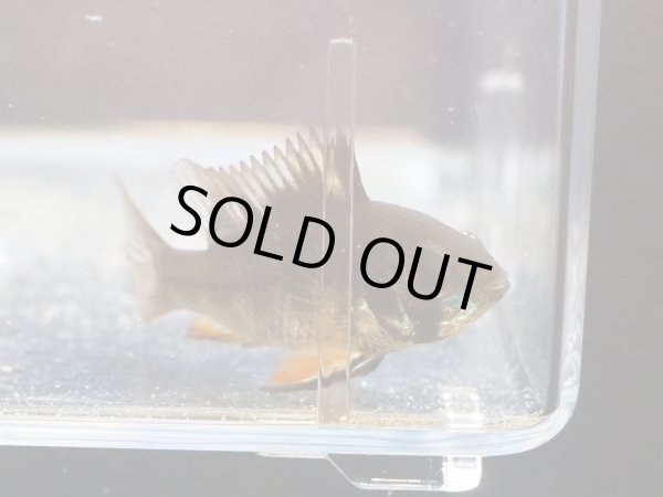 画像3: ダークナイトラミレジィ 1ペア 上物 (3)