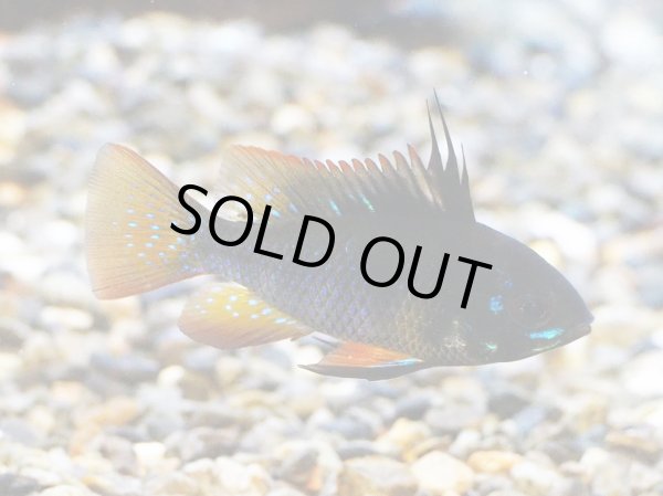 画像2: ダークナイトラミレジィ 1ペア 上物 (2)