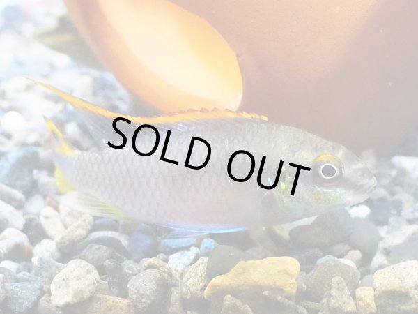 画像2: ペルヴィカクロミス プルケール 1ペア 上物 ブリード (2)