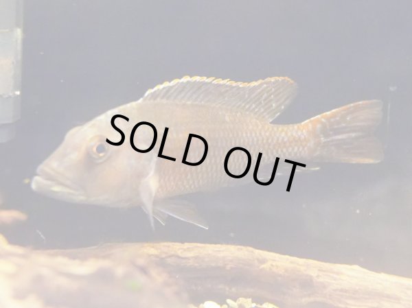 画像2: ニンボクロミス フスコタエニアタス(15cm±) (2)