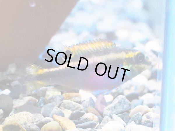 画像4: ペルヴィカクロミス プルケール 1ペア 上物 ブリード (4)