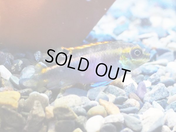 画像3: ペルヴィカクロミス プルケール 1ペア 上物 ブリード (3)