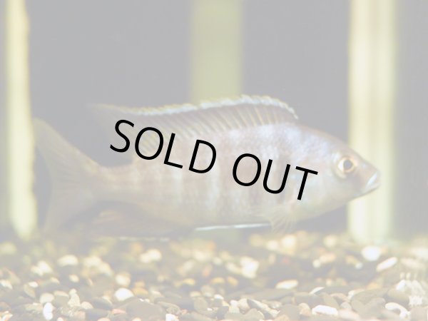 画像2: プラキドクロミス エレクトラ(7cm±)ブリード (2)