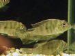 画像1: レッドゲオファーガス(5cm±)ブリード (1)