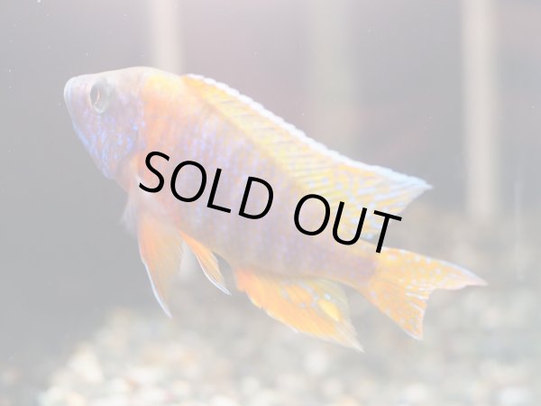 画像3: レッドピーコックシクリッド(8cm±) (3)