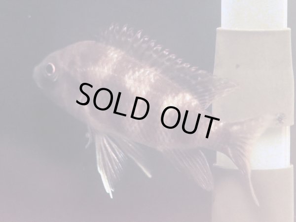 画像2: プラキドクロミス ミロモ(9cm±)ブリード (2)