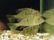 画像2: レッドゲオファーガス(5cm±)ブリード (2)