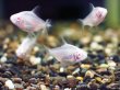 画像2: プラチナレッドフィンバルブ(4cm±) (2)