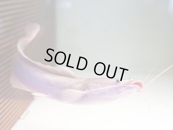 画像4: アフリカンクララ(26cm±)WILD (4)