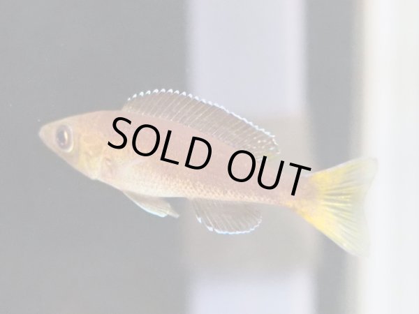 画像3: キプリクロミス レプトソーマ ジャンボ ケケセ(5cm±)EUブリード (3)