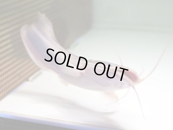 画像3: アフリカンクララ(26cm±)WILD (3)