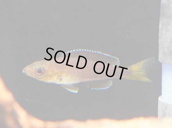 画像2: キプリクロミス レプトソーマ ジャンボ ケケセ(5cm±)EUブリード (2)