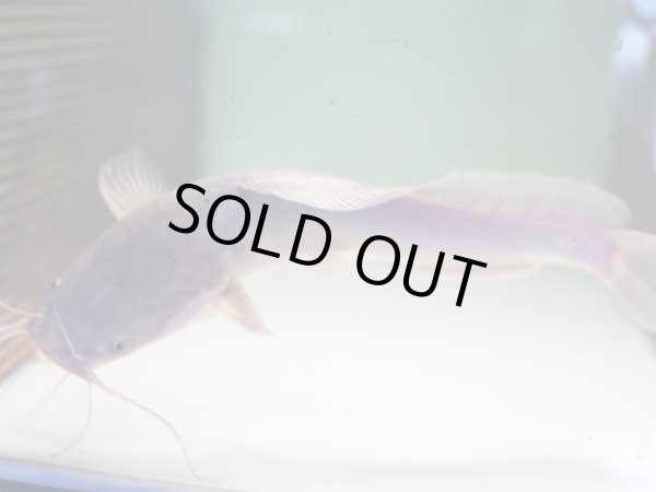 画像5: アフリカンクララ(26cm±)WILD (5)