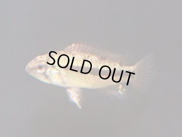 画像3: アピストグラマ アラクリナ ロートプンクト プトゥマヨ川 1ペア EUブリード (3)