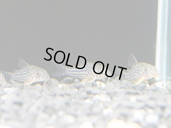 画像2: コリドラス ステルバイ ブリード (2)