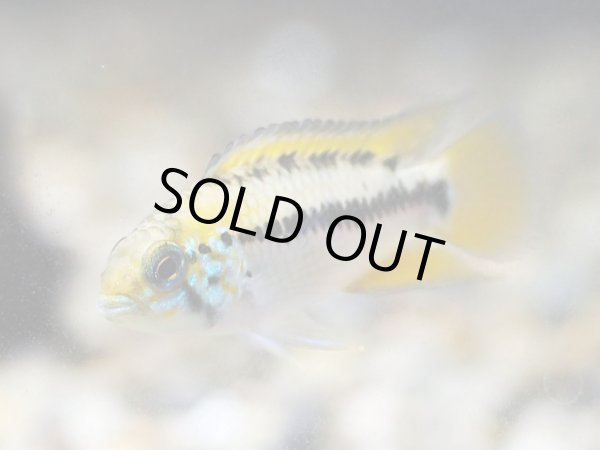 画像2: アピストグラマ アラクリナ ロートプンクト プトゥマヨ川 1ペア EUブリード (2)