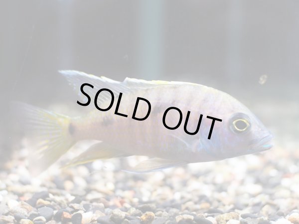 画像2: コパディクロミス アズレウス(7cm±) (2)