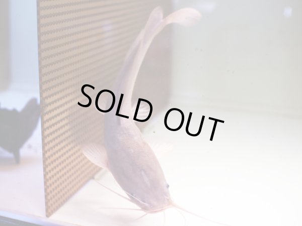 画像2: アフリカンクララ(26cm±)WILD (2)