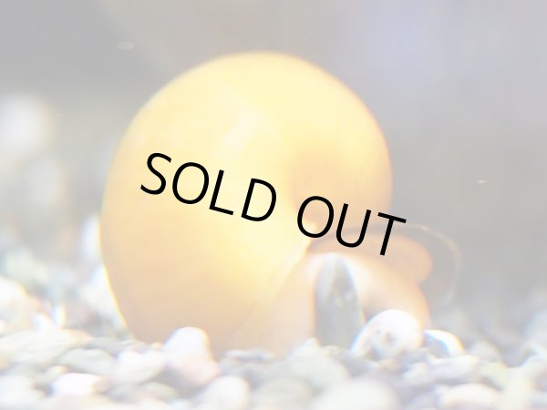 画像2: ゴールデンアップルスネール M (2)