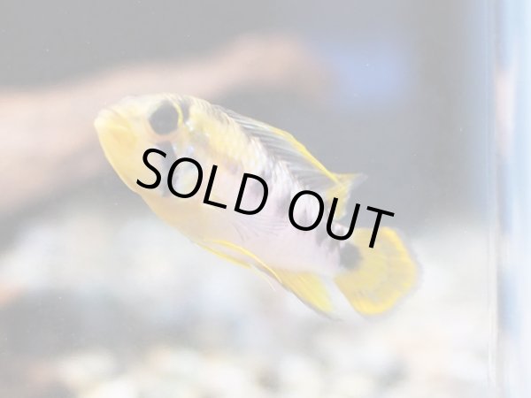 画像2: アピストグラマ バエンスヒ 1ペア EUブリード (2)